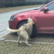 Cane cacciato dal parcheggio torna con gli "amici" e prende a morsi l'auto FOTO