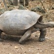 Galapagos, le tartarughe sono tornate: dopo 100 anni avvistate le prime 10 02