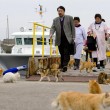 Aoshima isola dei gatti: per ogni umano ci sono 6 felini 03
