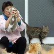 Aoshima isola dei gatti: per ogni umano ci sono 6 felini 07