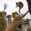 Aoshima isola dei gatti: per ogni umano ci sono 6 felini 08