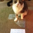 Gatti disobbedienti "umiliati" per i loro "crimini" FOTO 5