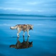 Russia, husky siberiani si specchiano nel lago ghiacciato FOT=2