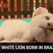 VIDEO YouTube - Cucciolo di leone bianco allo Zoo Beto Carrero in Brasile6