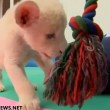 VIDEO YouTube - Cucciolo di leone bianco allo Zoo Beto Carrero in Brasile4