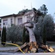 Maltempo Toscana-Marche: scuole chiuse, tetti scoperchiati, alberi abbattuti FOTO-VIDEO