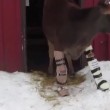 VIDEO YouTube: mucca con le protesi cammina per la prima volta sulla neve 2