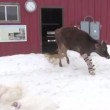 VIDEO YouTube: mucca con le protesi cammina per la prima volta sulla neve 3