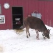 VIDEO YouTube: mucca con le protesi cammina per la prima volta sulla neve 4