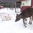 VIDEO YouTube: mucca con le protesi cammina per la prima volta sulla neve 7