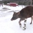 VIDEO YouTube: mucca con le protesi cammina per la prima volta sulla neve 6