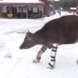 VIDEO YouTube: mucca con le protesi cammina per la prima volta sulla neve 5