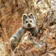 Pika avvistato dopo 20 anni in Cina3