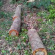 Roma, abbattimento mille querce nella riserva Decima-Malafede FOTO03
