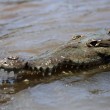 Costa Rica, passeggiata turistica tra i coccodrilli 06