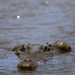 Costa Rica, passeggiata turistica tra i coccodrilli 02