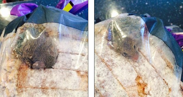 Compra pane al supermercato, dentro c'è un topo vivo