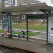 Rotterdam, il gatto Ake aspetta la padrona alla fermata del bus