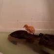 capibara usato come trampolino per i tuffi da tre anatroccoli