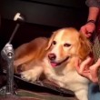 padrone suona "Seven Nation Army", cane tiene tempo con batteria06