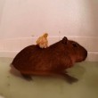 capibara usato come trampolino per i tuffi da tre anatroccoli02