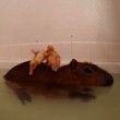capibara usato come trampolino per i tuffi da tre anatroccoli03