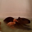 capibara usato come trampolino per i tuffi da tre anatroccoli05