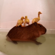capibara usato come trampolino per i tuffi da tre anatroccoli07