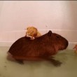 capibara usato come trampolino per i tuffi da tre anatroccoli8