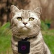 Catscam, macchina fotografica su collare gatto: FOTO su Instagram09