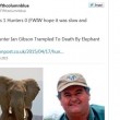Zimbabwe, elefante spaventato uccide cacciatore di leoni: la rete assolve l'animale03