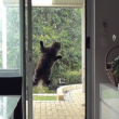 Gatto "Mission Impossible" scala la finestra della cucina VIDEO