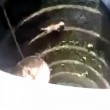 VIDEO YouTube: gatto finisce nel pozzo. Ecco come riesce a liberarsi 6