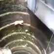 VIDEO YouTube: gatto finisce nel pozzo. Ecco come riesce a liberarsi 5