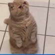 George, il gatto che ama stare su due zampe