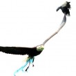 Aquila mascotte Lazio attaccata da una cornacchia