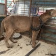 Perù, puma e condor maltrattati al circo liberati dagli animalisti