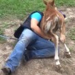 VIDEO YouTube. Pony crede di essere cane: fa le feste al giovane fantino3