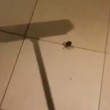 VIDEO YouTube. Non uccidere il ragno con la scopa, ecco cosa succede... 3