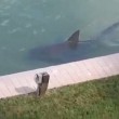 Florida, squalo toro lungo quasi 3 metri finisce nella piscina di condominio03