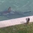 Florida, squalo toro lungo quasi 3 metri finisce nella piscina di condominio02