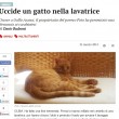 Pato, il gatto ucciso nella lavatrice