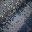 California, sos marea nera: quasi 400mila litri di petrolio in mare FOTO-VIDEO