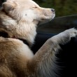 Cani in auto al finestrino: i musi e le espressioni più buffe FOTO 6