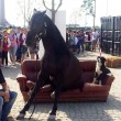 Expo, cavallo stanco si siede su divano all'entrata02