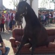 Expo, cavallo stanco si siede su divano all'entrata