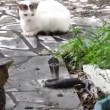 VIDEO YouTube: cobra in giardino, gatto decide di affrontarlo 01