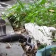 VIDEO YouTube: cobra in giardino, gatto decide di affrontarlo 02