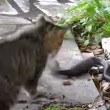 VIDEO YouTube: cobra in giardino, gatto decide di affrontarlo 03
