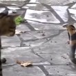 VIDEO YouTube: cobra in giardino, gatto decide di affrontarlo 05